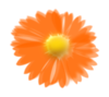 Fuzzy Orange Flower Clip Art